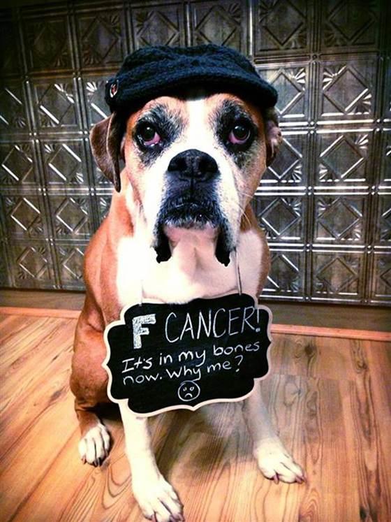 Terminally Ill Dog Fulfills Bucket List