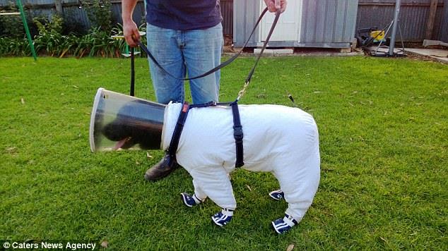 This Lab has a Unique Job, Bee Keeper!