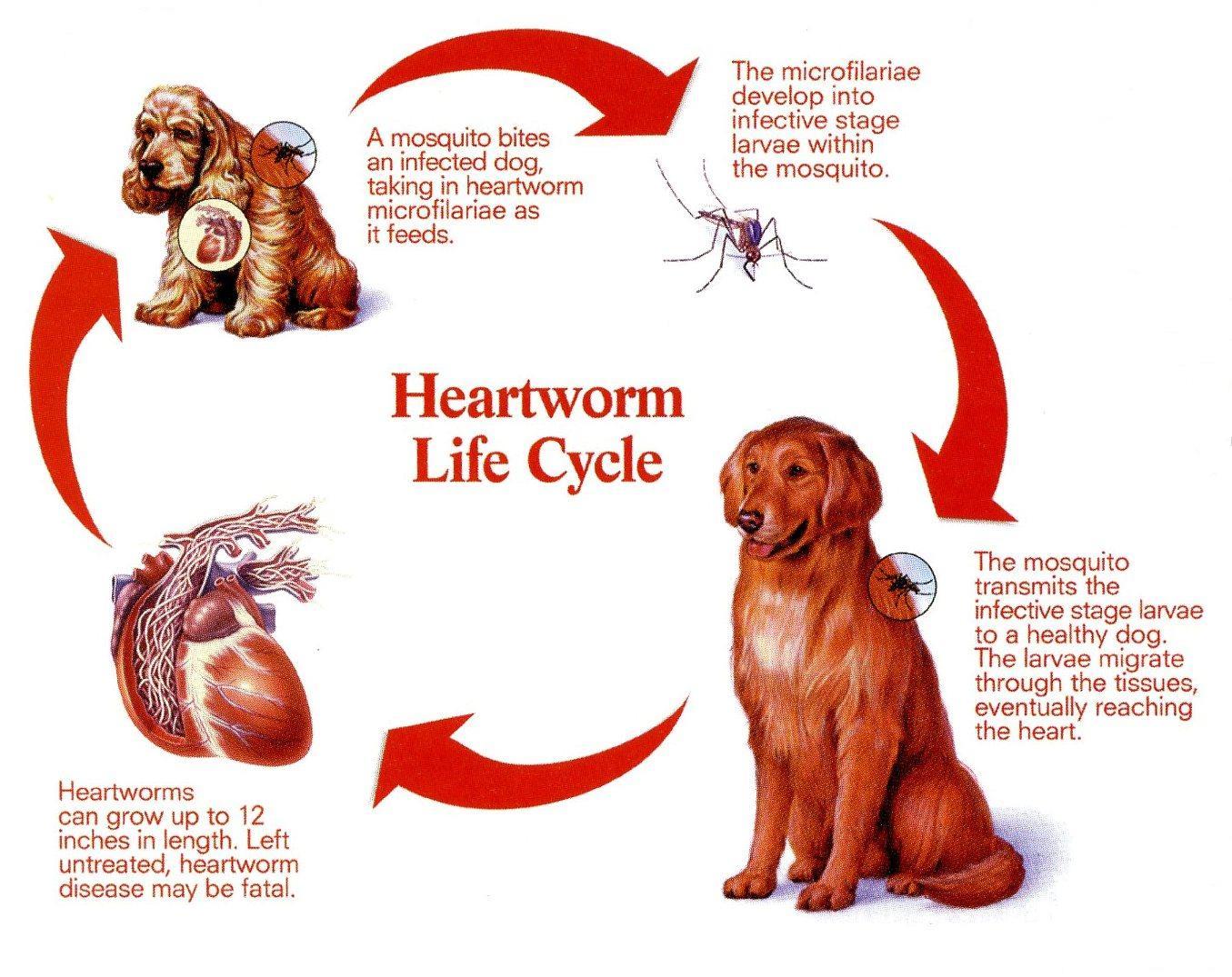 Deadly Heartworm Risk