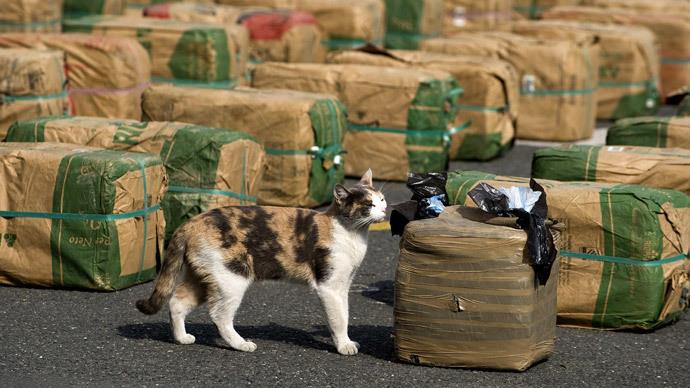 Cat Surprises Owner with Drugs