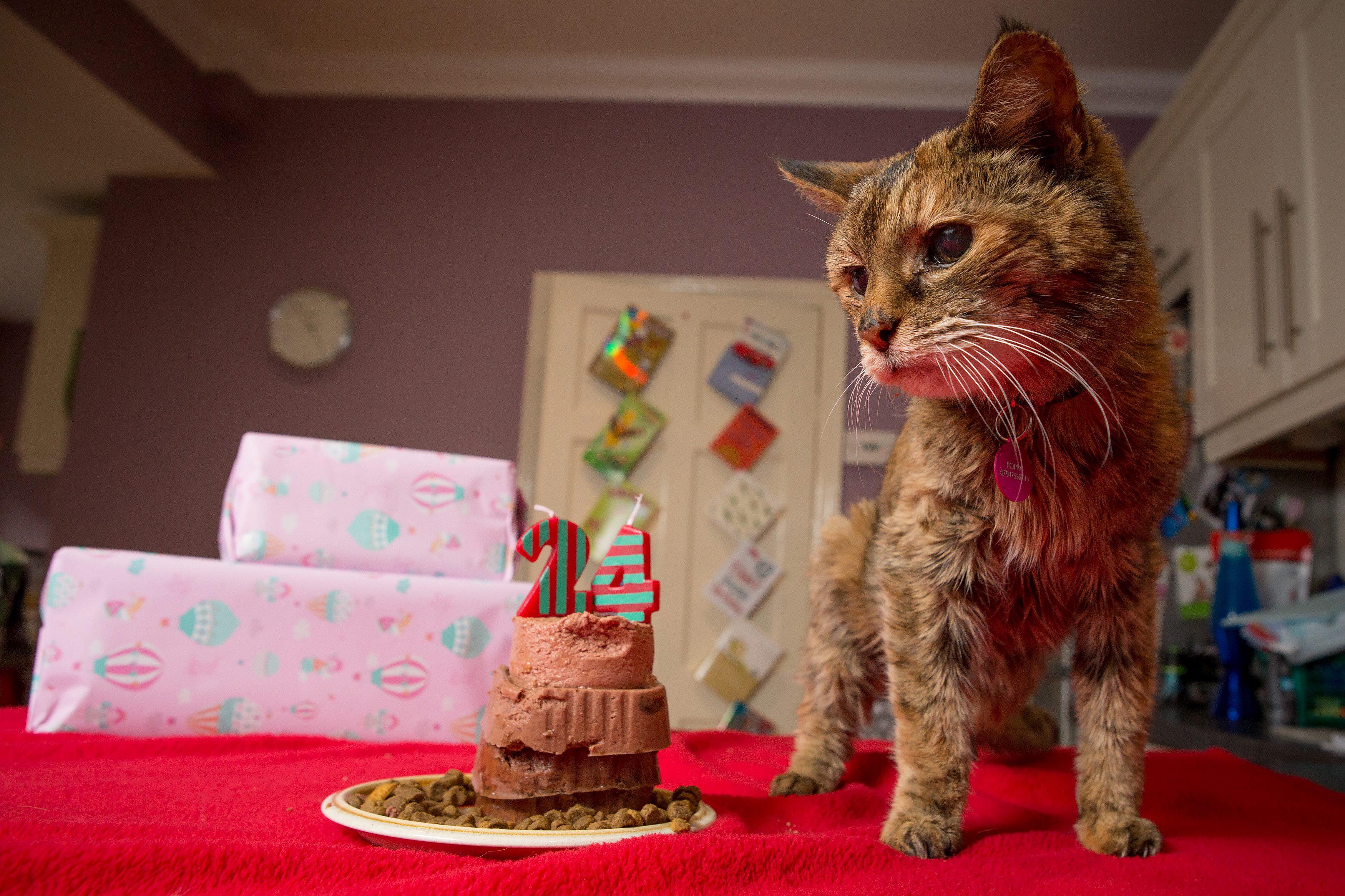 Meet Poppy, Oldest Living Cat