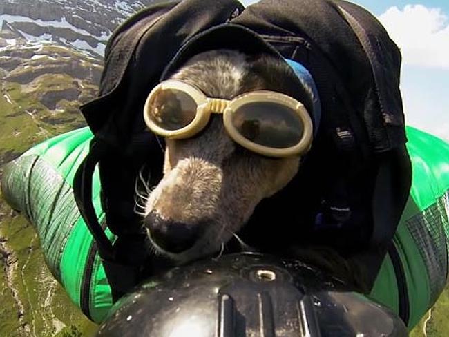 Base Jumping Dog Has Audiences Divided