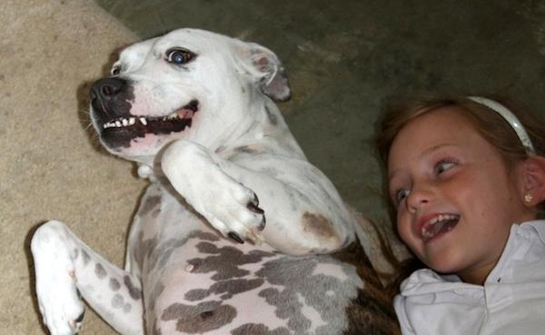 Heroic Dog Saves Owner From Shark