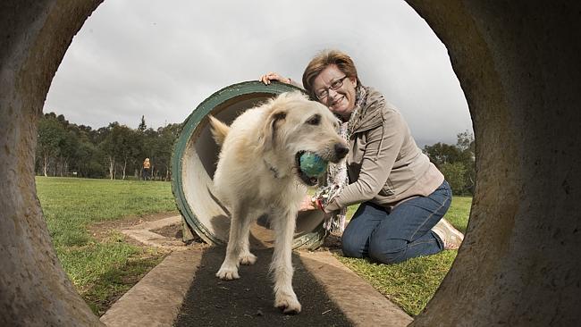 Rethinking the Dog Park