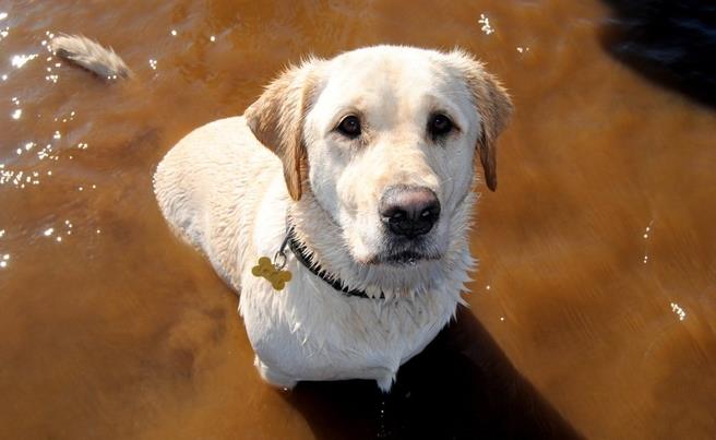 Dogs, The New Truffle Hunters