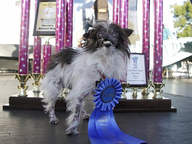 Ugliest Dog and a Heart of Gold